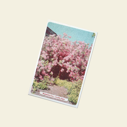 Floral Postcards Set