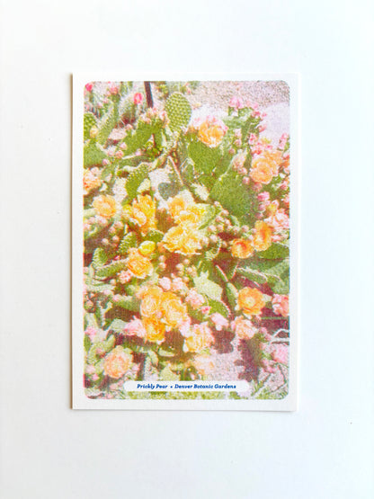 Floral Postcards Set