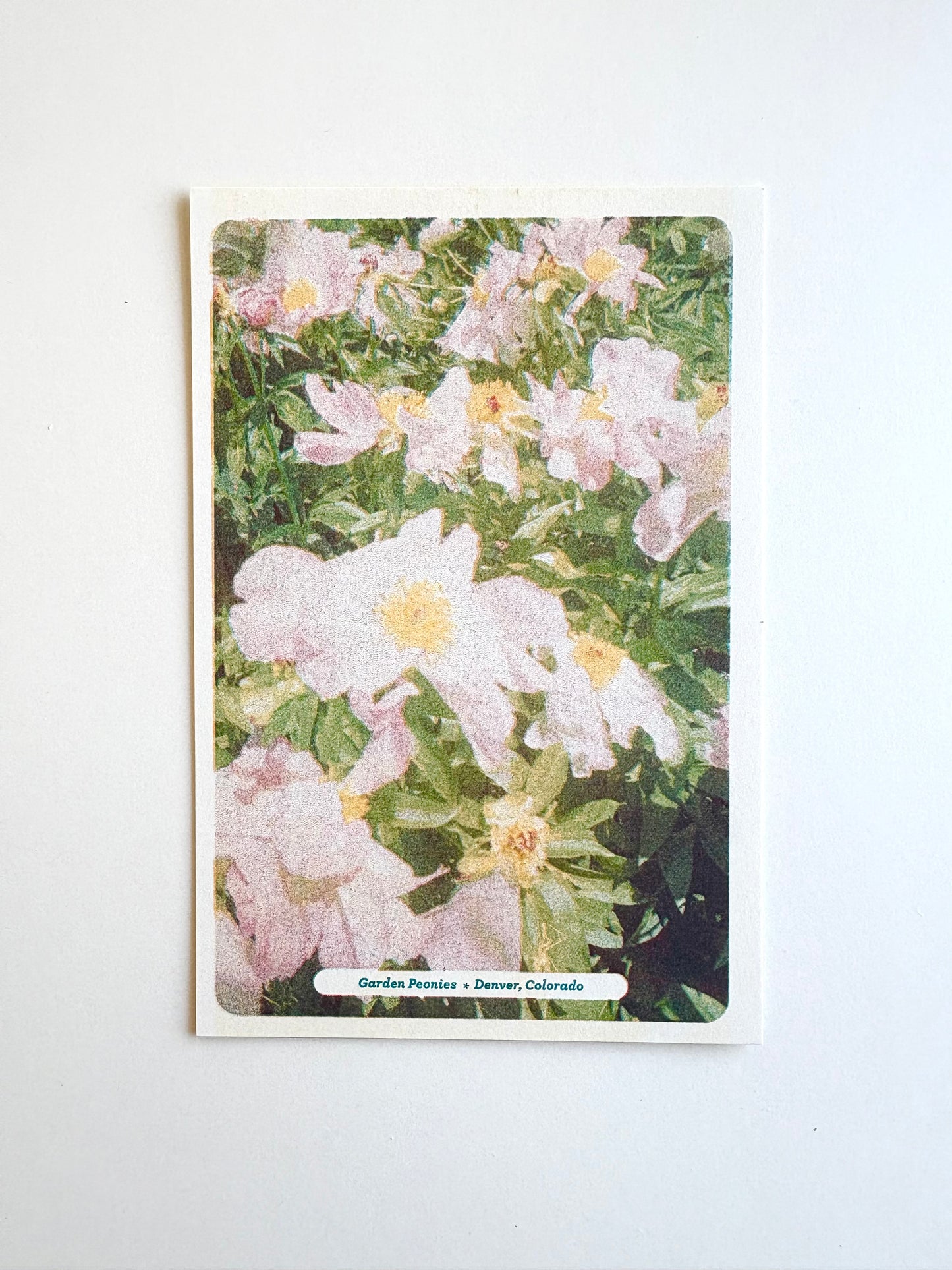 Floral Postcards Set