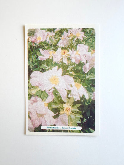 Floral Postcards Set